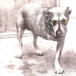 Alice in Chains: Alice in Chains (1995) Alice in Chains: Alice in Chains (1995)
